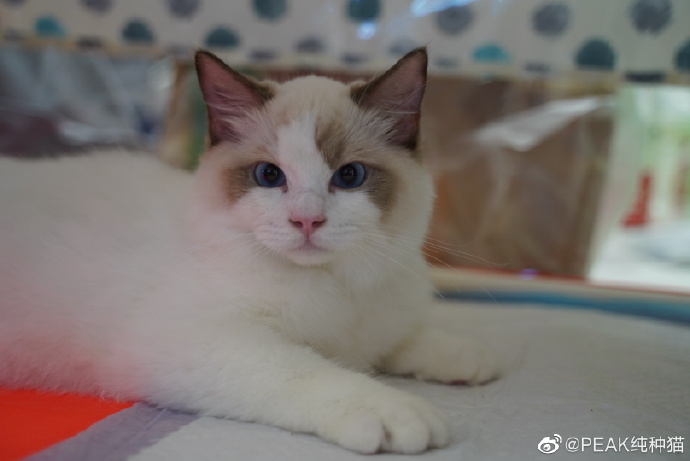 猫图片|宠物猫|猫咪|