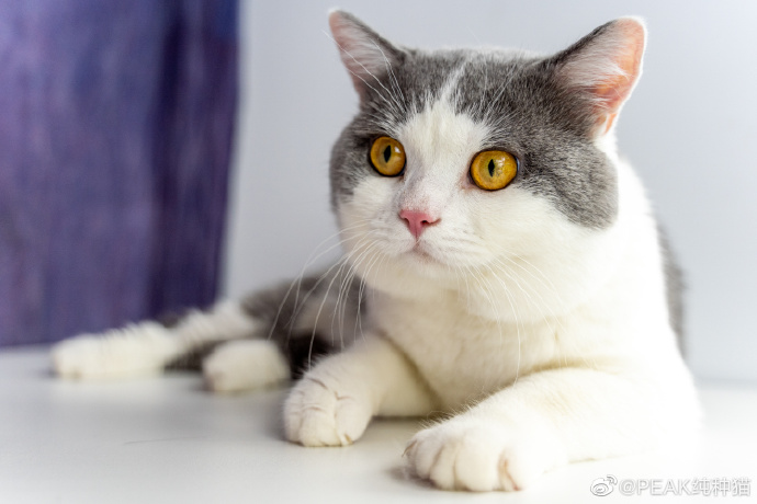 猫图片|宠物猫|猫咪|