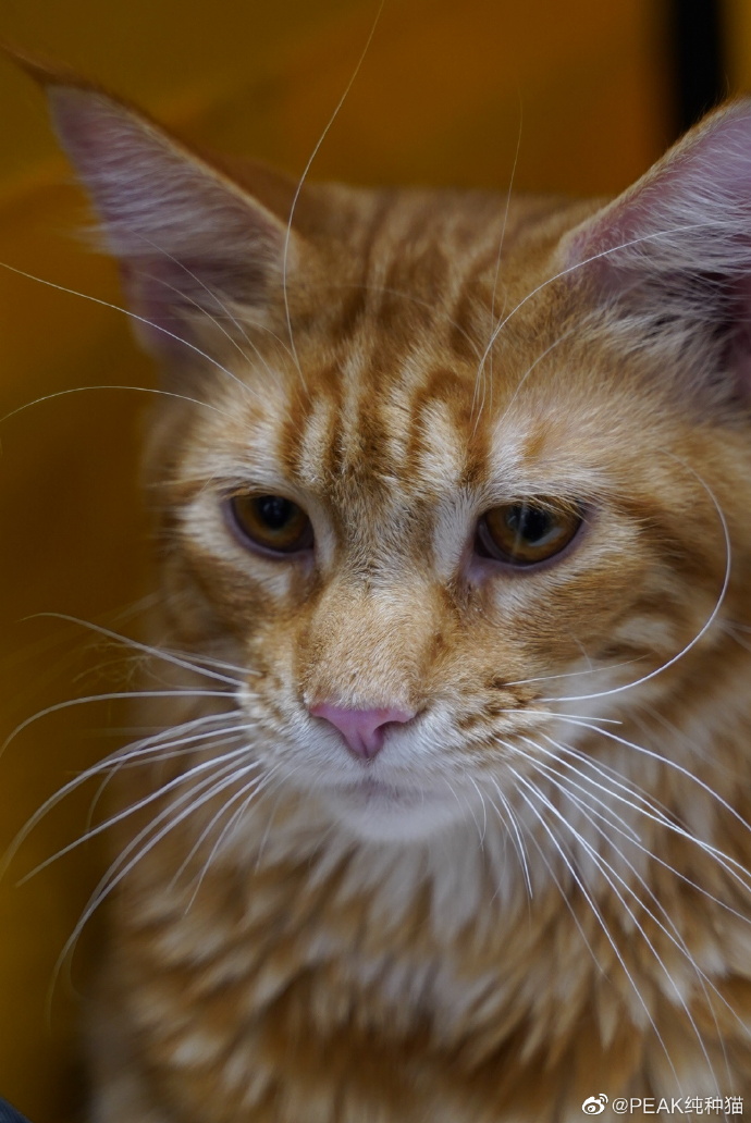 猫图片|宠物猫|猫咪|