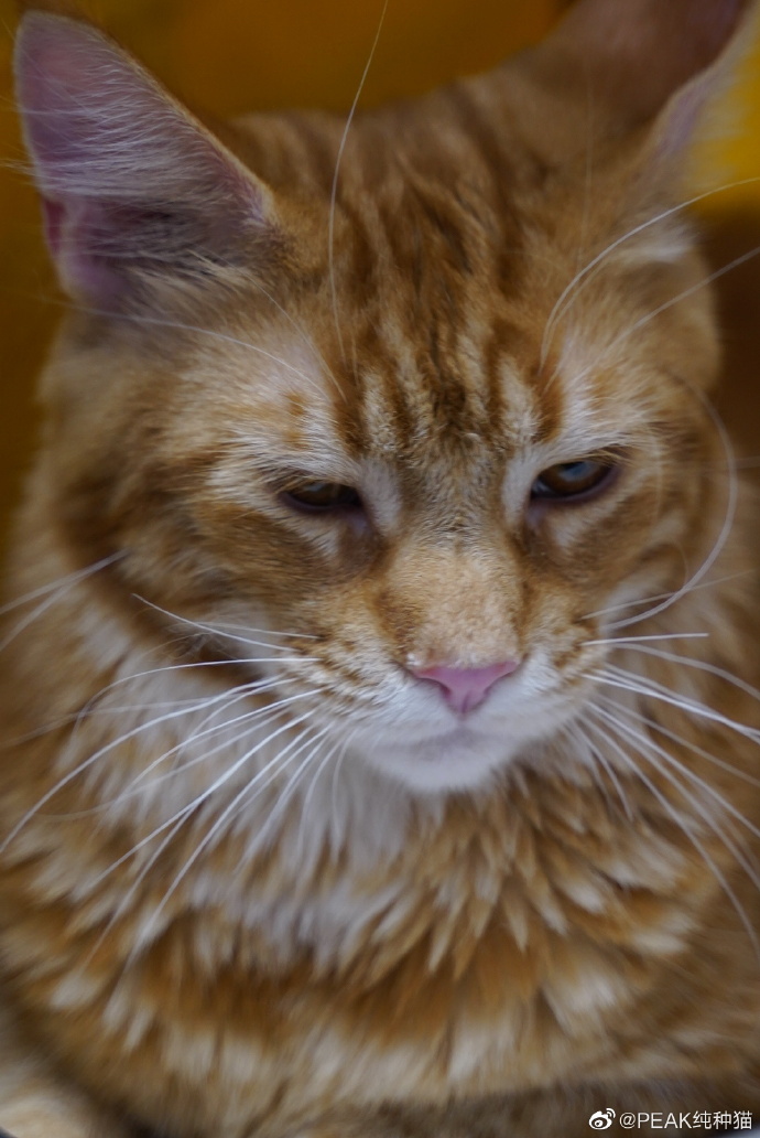 猫图片|宠物猫|猫咪|