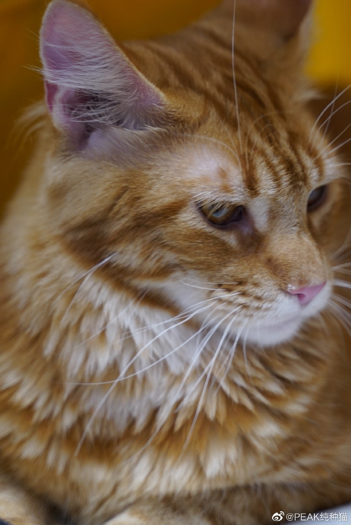 猫图片|宠物猫|猫咪|