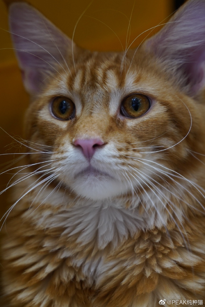 猫图片|宠物猫|猫咪|