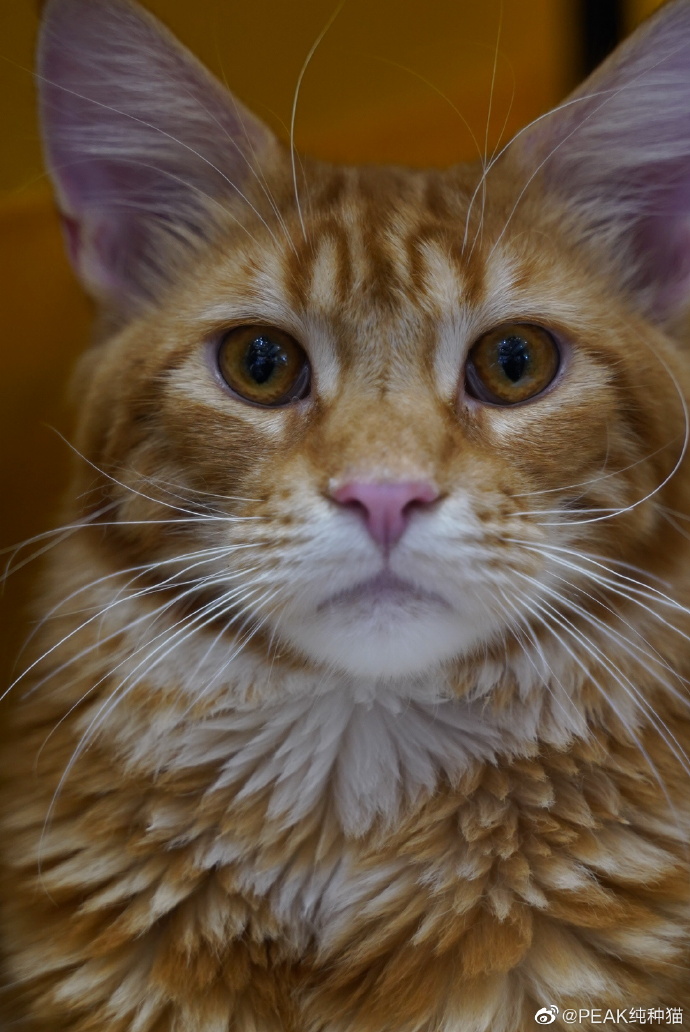 猫图片|宠物猫|猫咪|