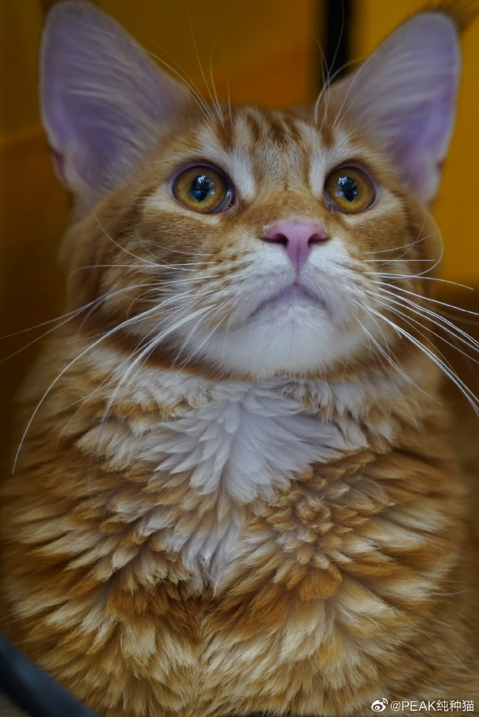 猫图片|宠物猫|猫咪|