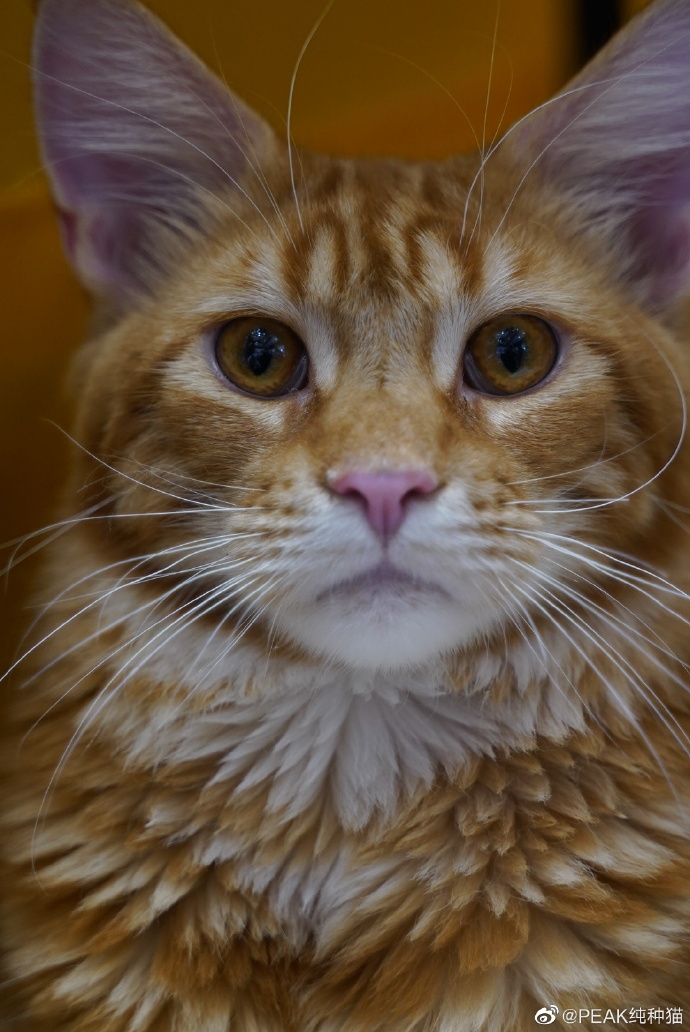 猫图片|宠物猫|猫咪|