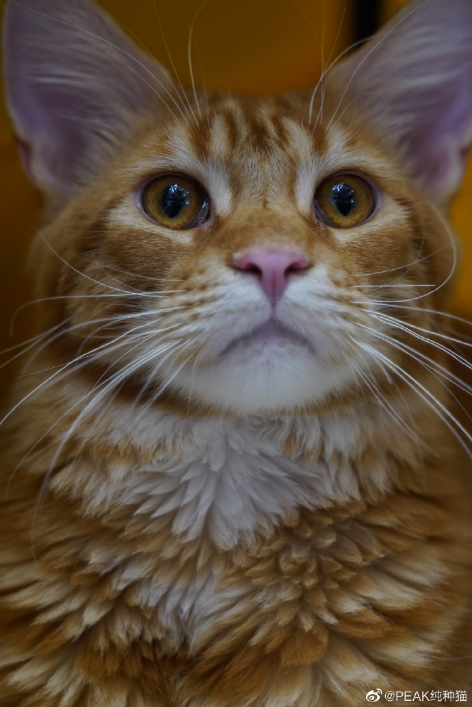 猫图片|宠物猫|猫咪|