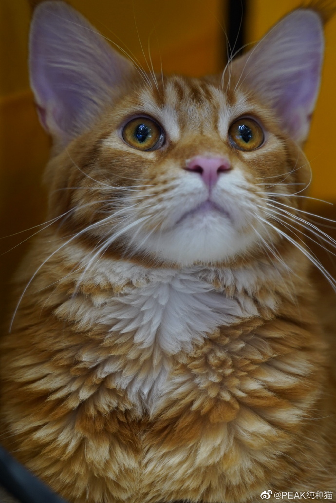 猫图片|宠物猫|猫咪|