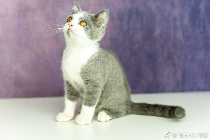 猫图片|宠物猫|猫咪|