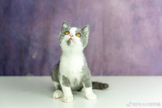 猫图片|宠物猫|猫咪|