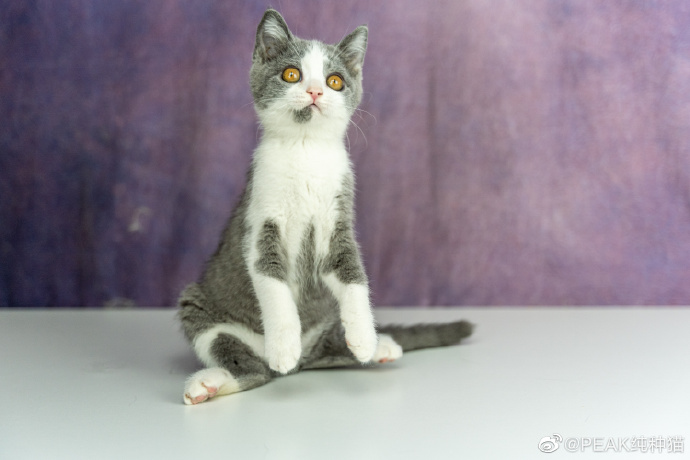 猫图片|宠物猫|猫咪|