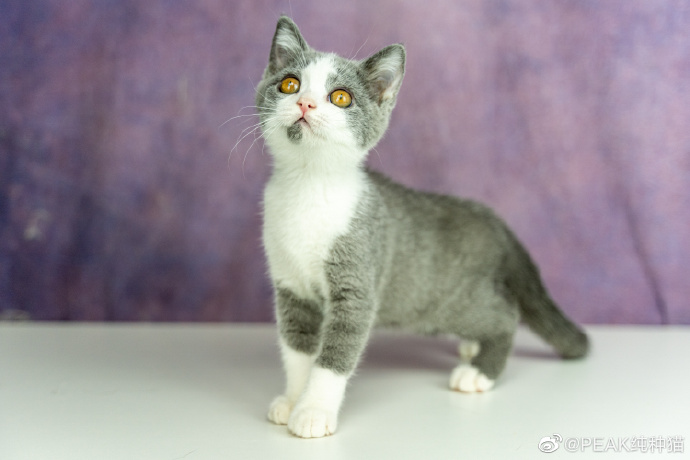 猫图片|宠物猫|猫咪|