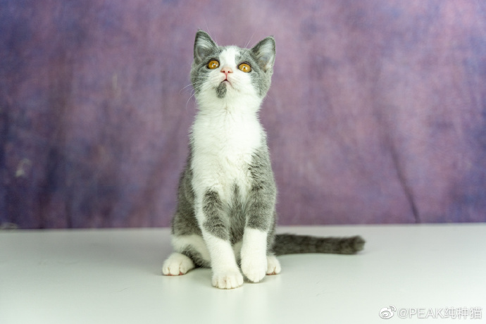 猫图片|宠物猫|猫咪|