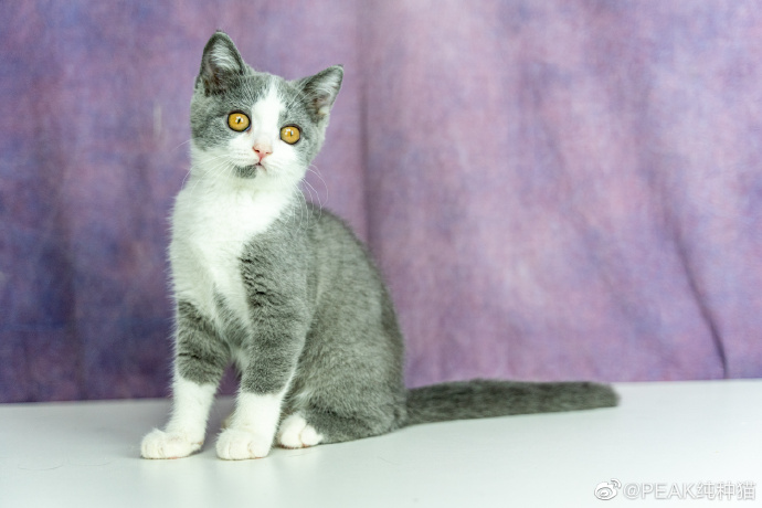 猫图片|宠物猫|猫咪|