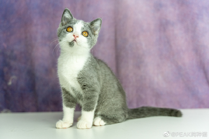 猫图片|宠物猫|猫咪|