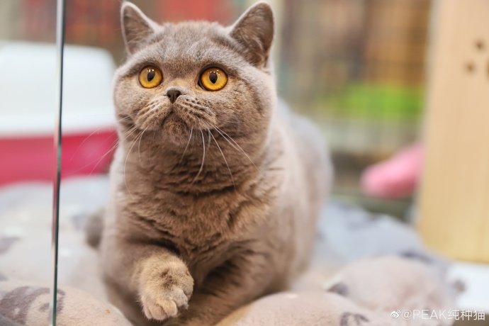 猫图片|宠物猫|猫咪|