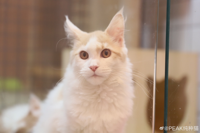 猫图片|宠物猫|猫咪|