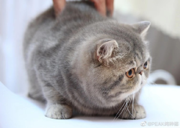 猫图片|宠物猫|猫咪|