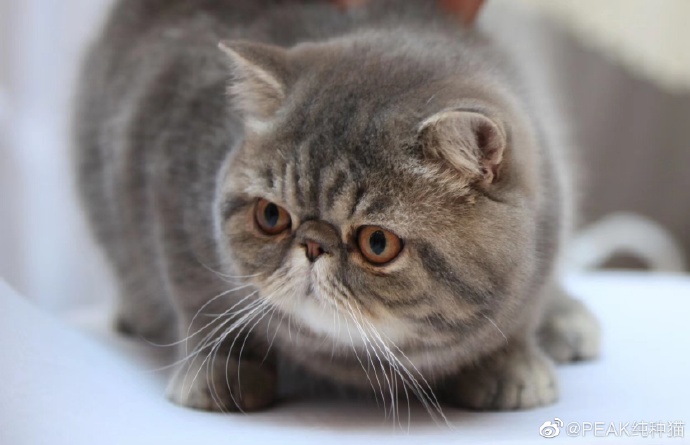 猫图片|宠物猫|猫咪|