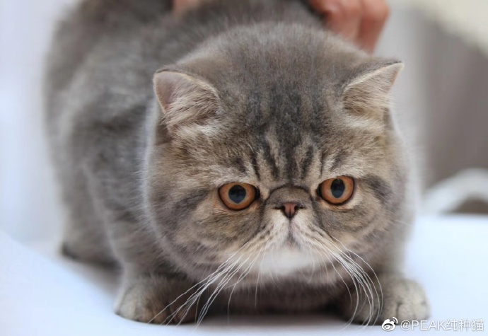 猫图片|宠物猫|猫咪|