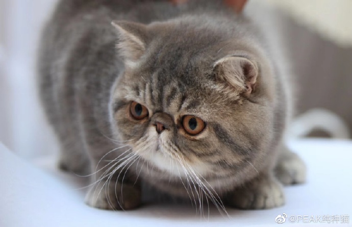 猫图片|宠物猫|猫咪|