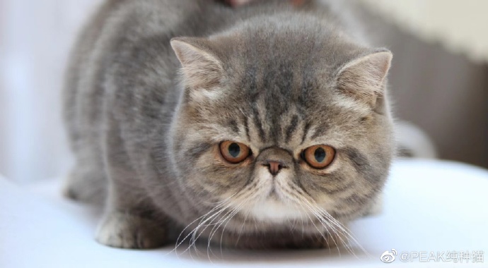 猫图片|宠物猫|猫咪|