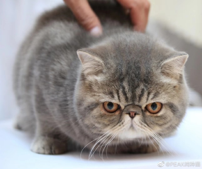 猫图片|宠物猫|猫咪|