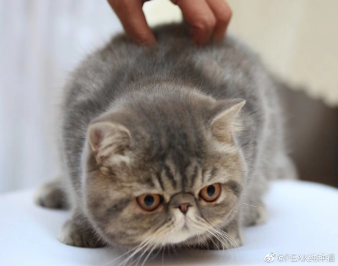 猫图片|宠物猫|猫咪|