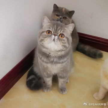 猫图片|宠物猫|猫咪|