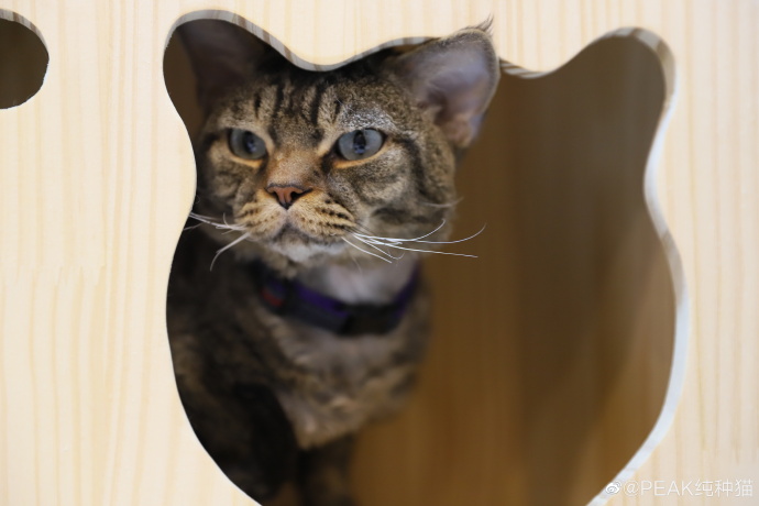 猫图片|宠物猫|猫咪|