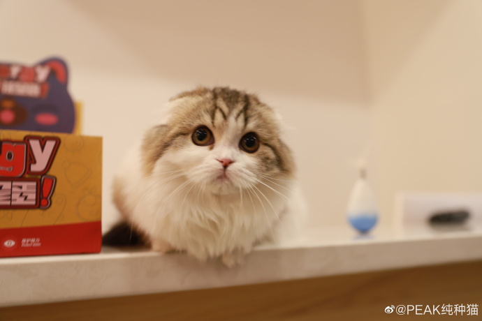 猫图片|宠物猫|猫咪|