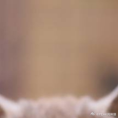 猫图片|宠物猫|猫咪|