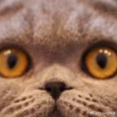 猫图片|宠物猫|猫咪|