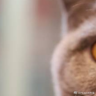 猫图片|宠物猫|猫咪|