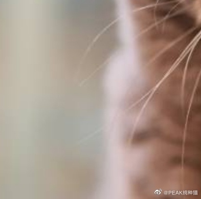 猫图片|宠物猫|猫咪|