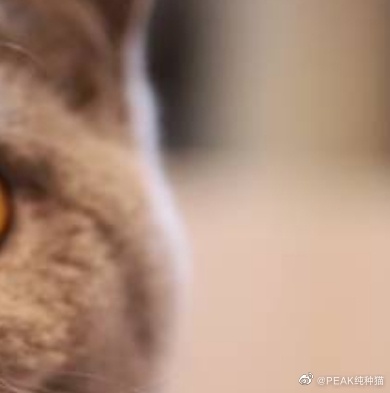 猫图片|宠物猫|猫咪|