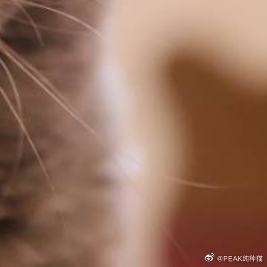 猫图片|宠物猫|猫咪|
