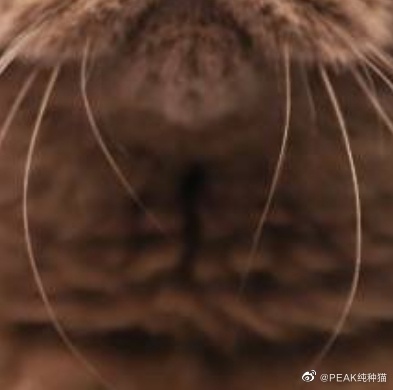 猫图片|宠物猫|猫咪|