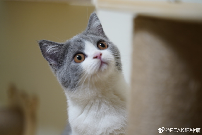猫图片|宠物猫|猫咪|