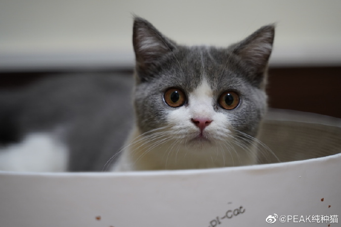 猫图片|宠物猫|猫咪|