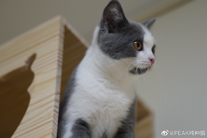 猫图片|宠物猫|猫咪|