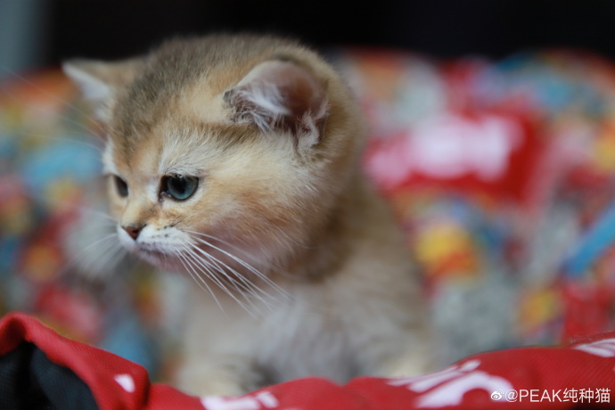 猫图片|宠物猫|猫咪|