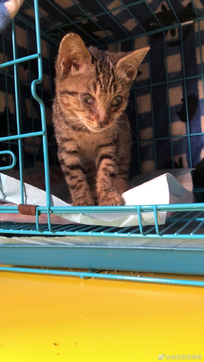 猫图片|宠物猫|猫咪|