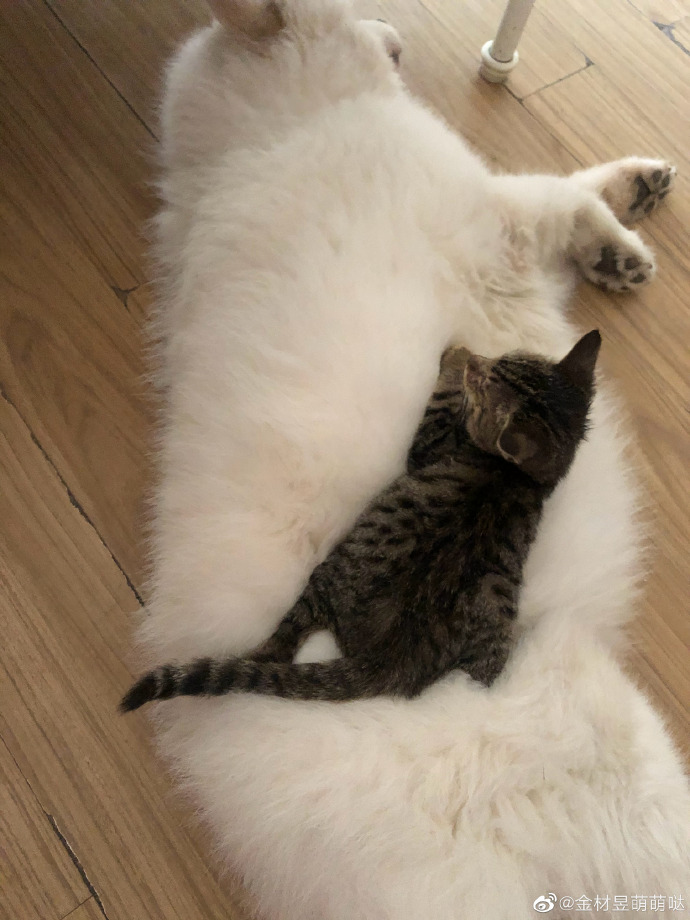 猫图片|宠物猫|猫咪|