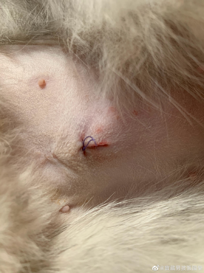 猫图片|宠物猫|猫咪|