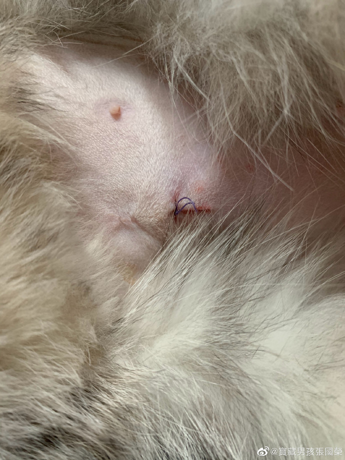 猫图片|宠物猫|猫咪|