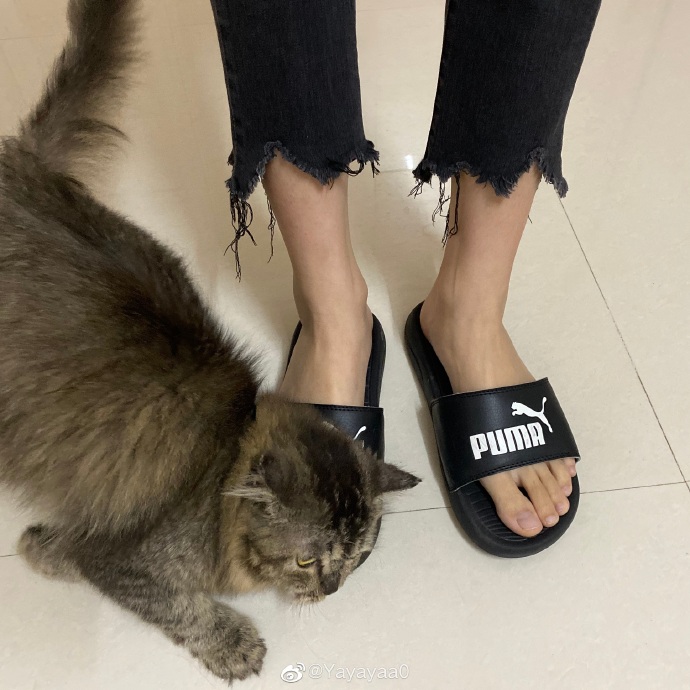 猫图片|宠物猫|猫咪|