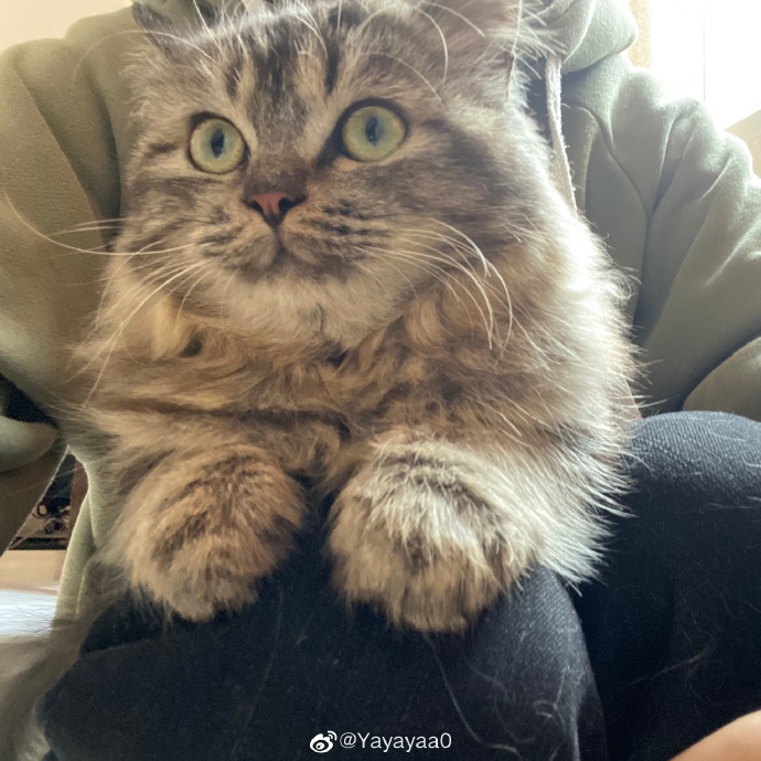 猫图片|宠物猫|猫咪|