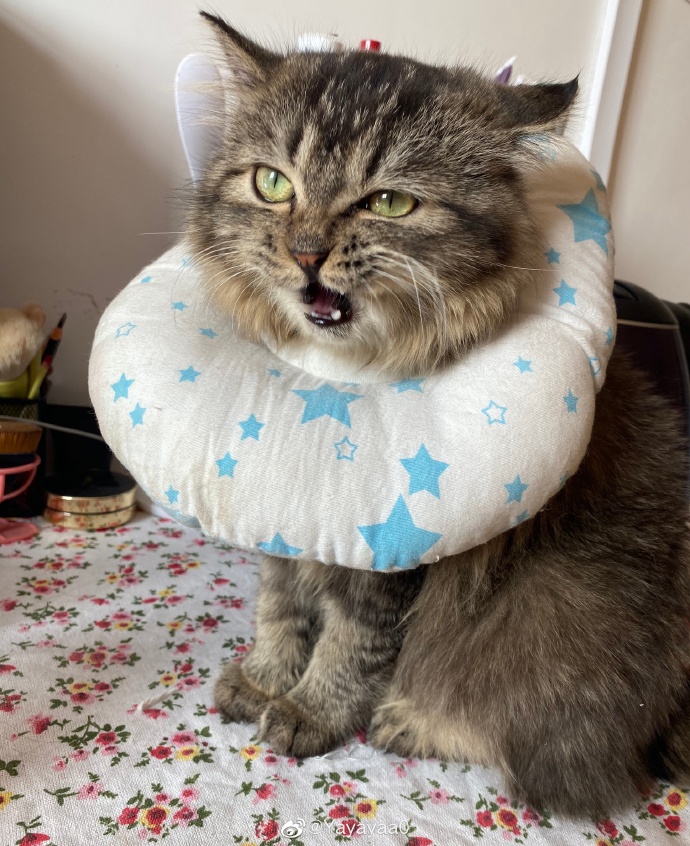 猫图片|宠物猫|猫咪|