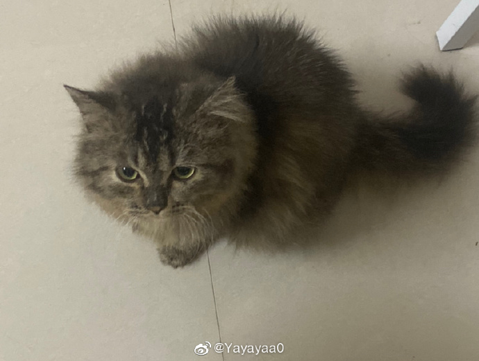 猫图片|宠物猫|猫咪|