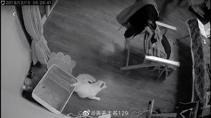 猫图片|宠物猫|猫咪|